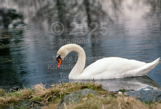 Natur