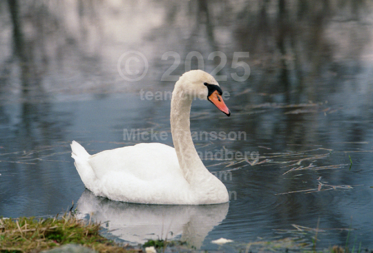 Natur