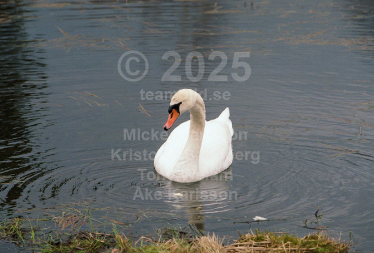 Natur