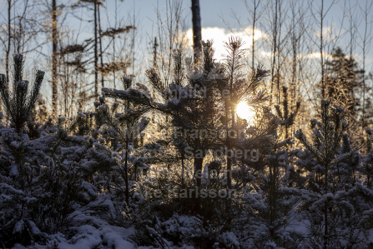 Natur 2021
