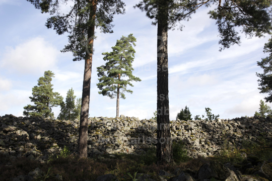 Tarstaborg